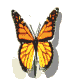 butter fly.gif (8949 bytes)